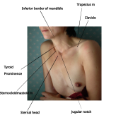 Surface Anatomy Of The Neck.svg