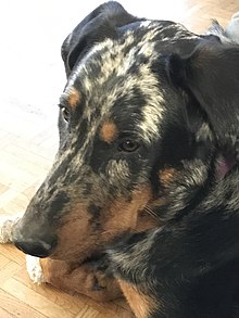 Détails des taches et couleurs beauceron arlequin adulte