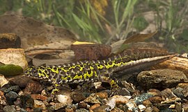 Klêene marmersalamander (Triturus pygmaeus)