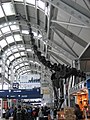 Kopia szkieletu B. altithorax w porcie lotniczym Chicago-O’Hare