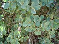 Foliage, Ávila, Spain