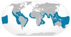 Distribuição natural do tubarão-tigre (em azul).