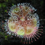 Drosera burmanni