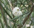 Eucalyptus angustissima