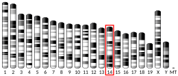 Chromosome 14 (souris)