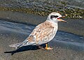 Image 104Juvenile Forster's tern calling for its parent in Jamaica Bay Wildlife Refuge