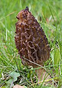 Morchella conica (Ascomycota)