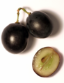 Jagoda vinske trte (Vitis vinifera); eksokarp = kožica, mezokarp in endokarp pa sta sočna.