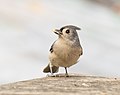 Image 31Tufted titmouse with a seed in Prospect Park