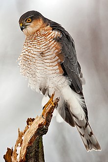 Adult male Eurasian Sparrowhawk perching on branch