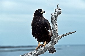 Galapaga buteo, plenkreskulo de insulo Fernandina