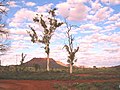 Ghost Gums in Central Australia, that were painted by artist Albert Namatjira.