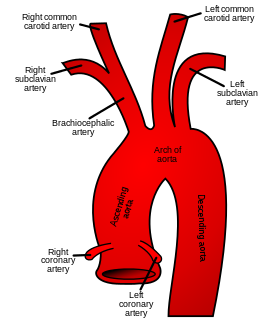 Een schematische weergave van het begin van de aorta.