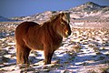 Исландская лошадь, напоминающая древнюю дикую лошадь