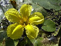 bloem watergentiaan