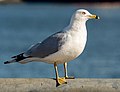 Image 29Ring-billed gull in Red Hook, Brooklyn