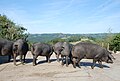 Le porc noir de Bigorre