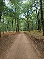 Landscape in Foloi oak forest.