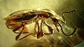 Bille - Coleoptera Scydmaenidae