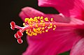 Detail květu ibišku čínského (Hibiscus rosa-sinensis)