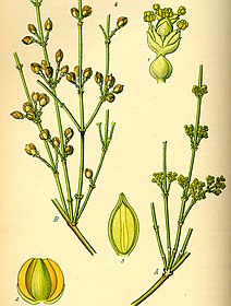 Ephedra distachya (zie 3)