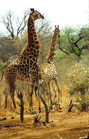 Giraffen am Krüger Nationalpark