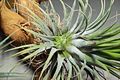 Tillandsia ionantha