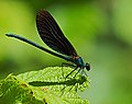 Calopteryx virgo