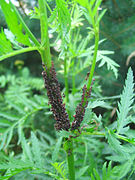 Fourmis et pucerons.