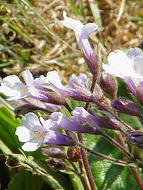 Haberlea rhodopensis