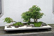 Shuihan penjing van Japanse esdoorns (Acer palmatum)
