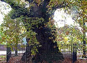 1000-річний дуб (Quercus robur) у Бельгії