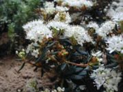 Rhododendron tomentosum, подрод Rhododendron