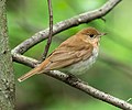 Image 2Veery in the Central Park Ramble