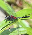 Picellwr wynebwyn - Leucorrhinia dubia