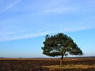 het plateau met weinig reliëfverschil: Dwingelderveld