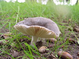 Berijpte russula