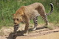 Afrika leopardo en Parko Kruger