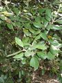 Quercus ilex, carrasca