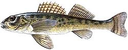 Simppukiiski (Romanichthys valsanicola)