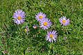 Aster da mont (aster alpinus) sun Mastlé.