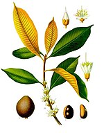 Palaquium oblongifolium (1897), Franz Eugen Köhler, Köhler's Medizinal-Pflanzen