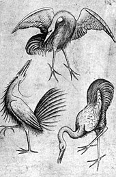 3羽の長い足と長い頸を持った鳥の木版画