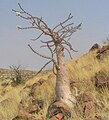 The bottle tree stores water in its trunk, that looks like a bottle