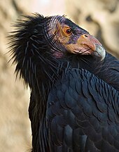 Horgas csőrű, kopasz fejű nagy fekete madár.