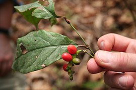 Secção Gnetum subsecção Micrognemones: Gnetum africanum.