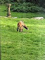 Red fox seen in the garden of a house at Sharptor