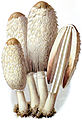 Matblekksopp (Coprinus comatus)