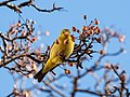 Image 54Western tanager which popped up in NYC, far from its usual range