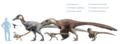 Utahraptor and other dromaeosaurids